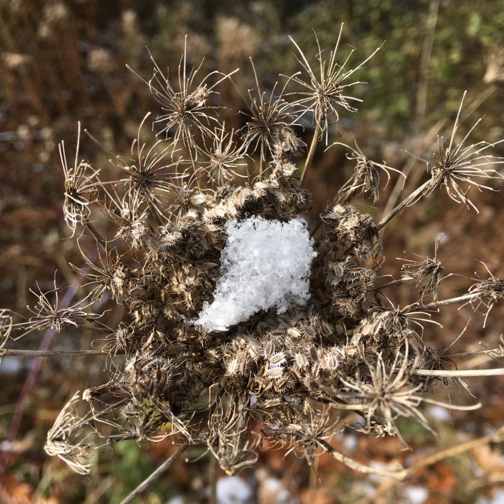 fresh snow flakes cupped within the brown husk of a plant