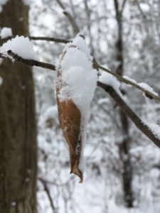brown leaf curled into itself looking like a chrysalis suspended from a branch and covered in snow