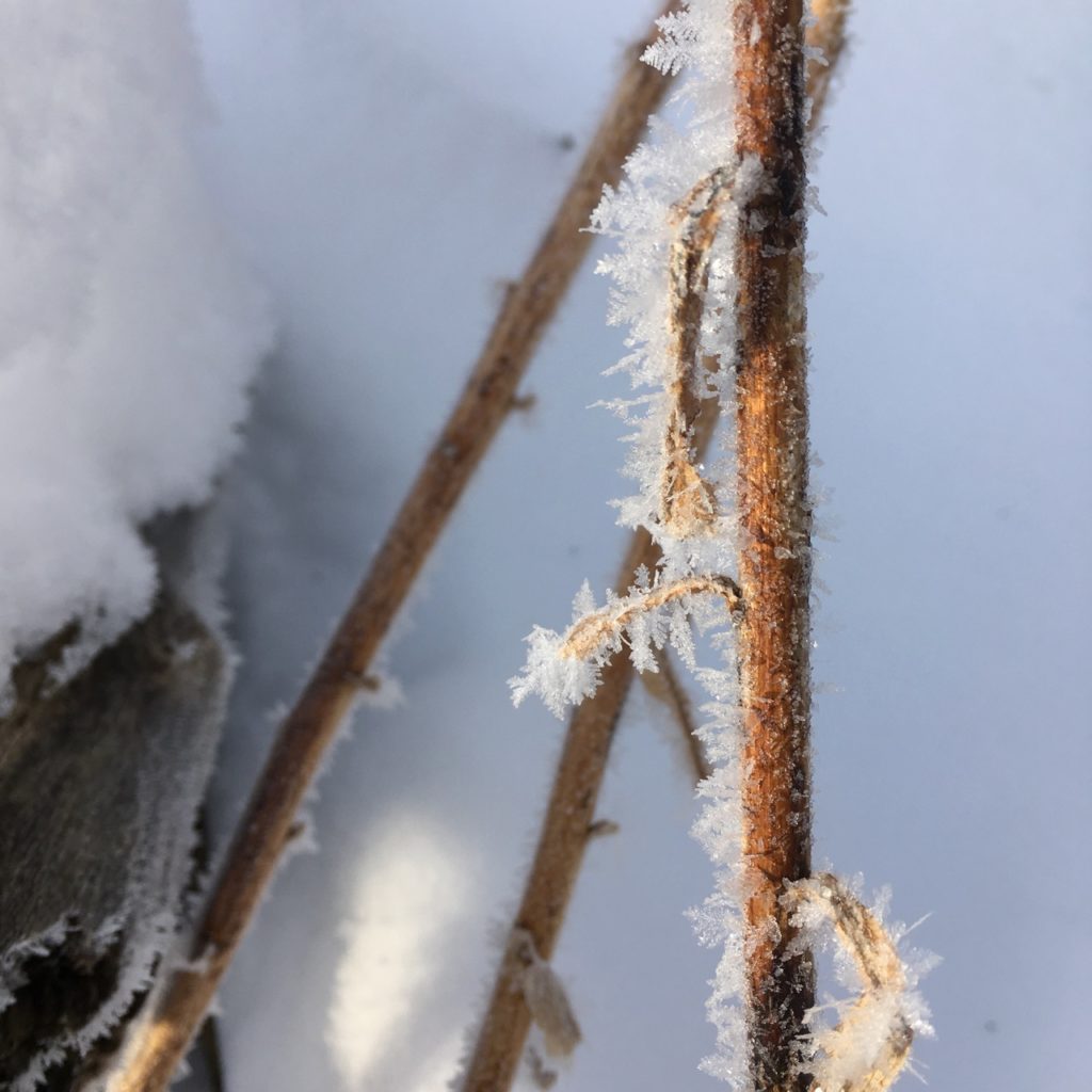 transient beauty of ice, hoar frost crystals along a wildflower stem