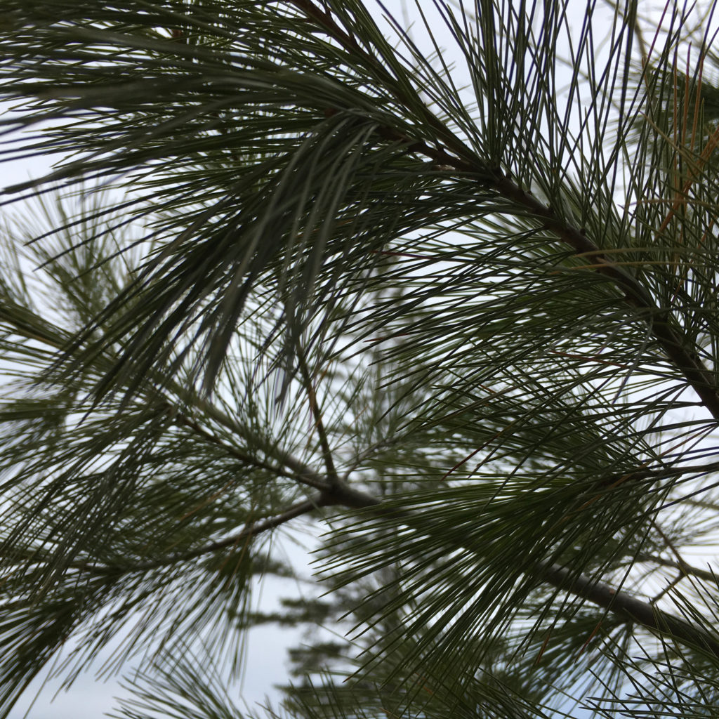 small details in nature -- close up of pine needles against a windswept sky