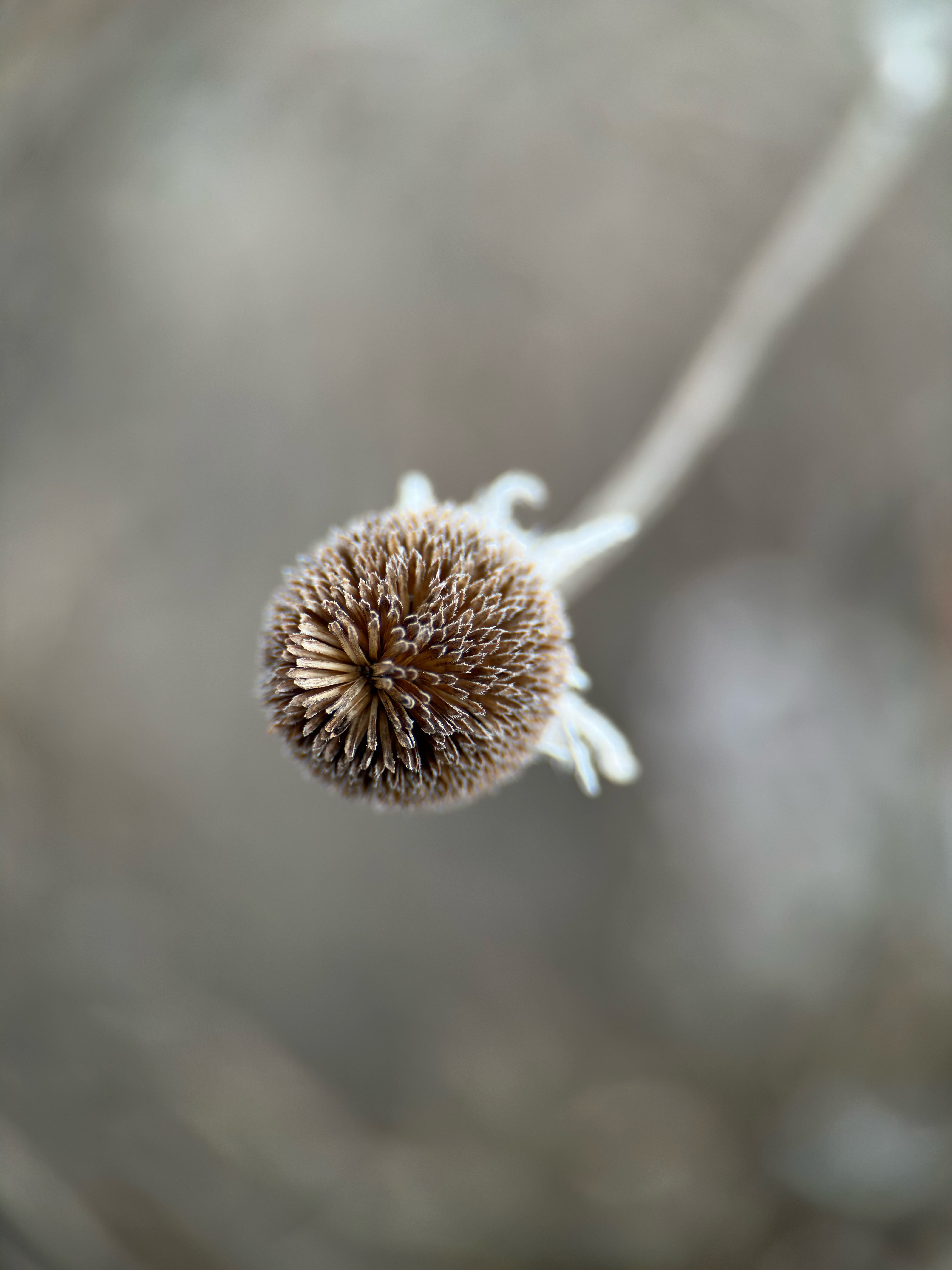 winter bulb