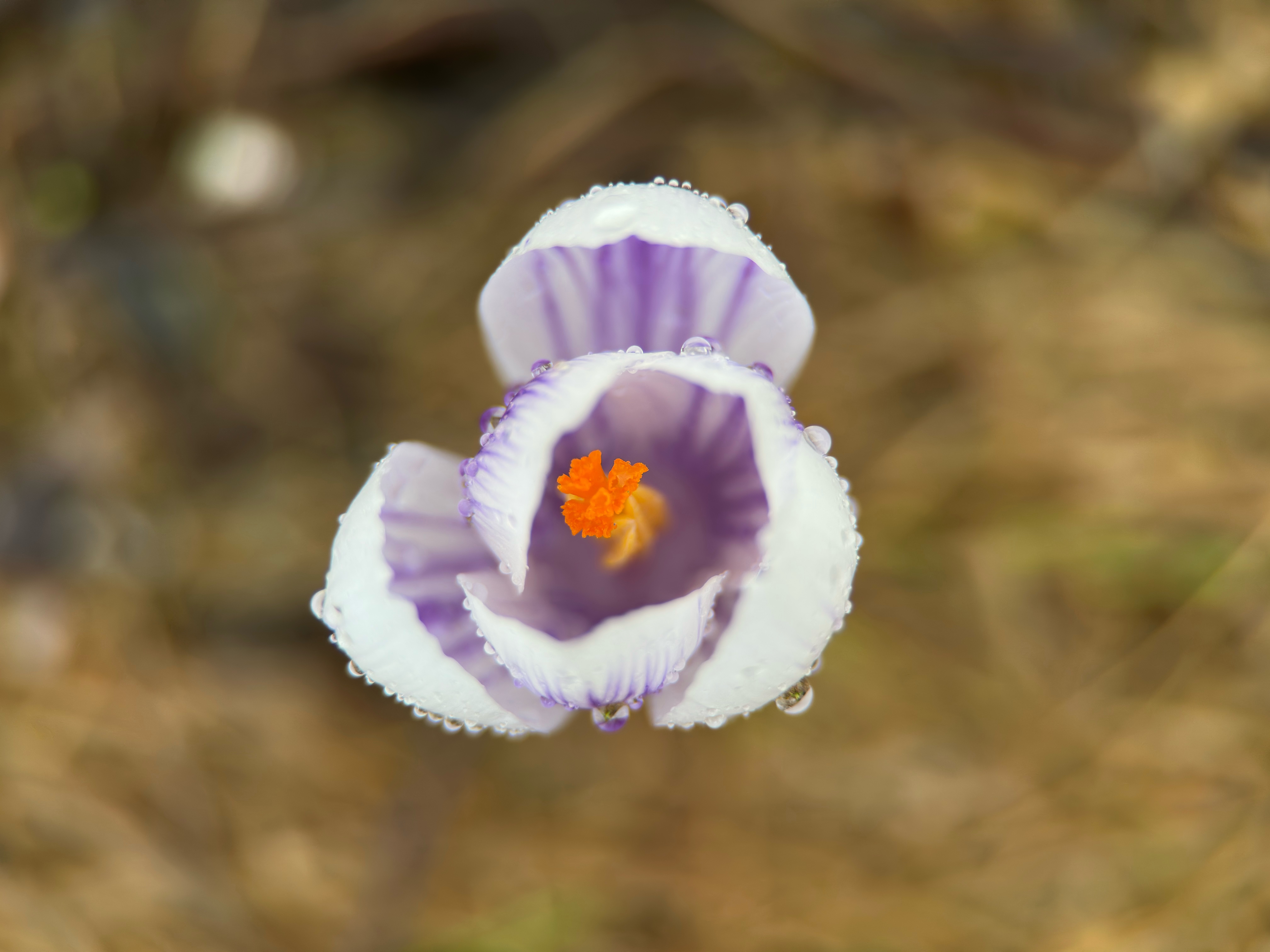 crocus with raindrops close up