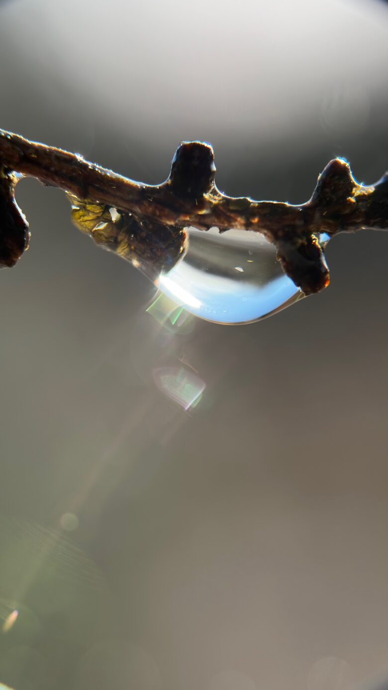 Mobile Macro Photography