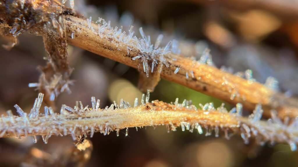 hoar frost on a twig at dawn